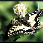 Otakárek fenyklový