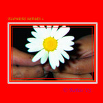 Spirit flower in to the dark side