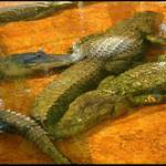 <b>„Dándý“</b><em>(uvnitř)</me>