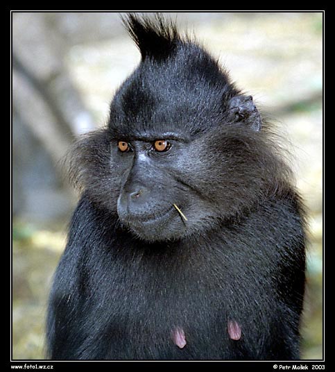 modelka :-))