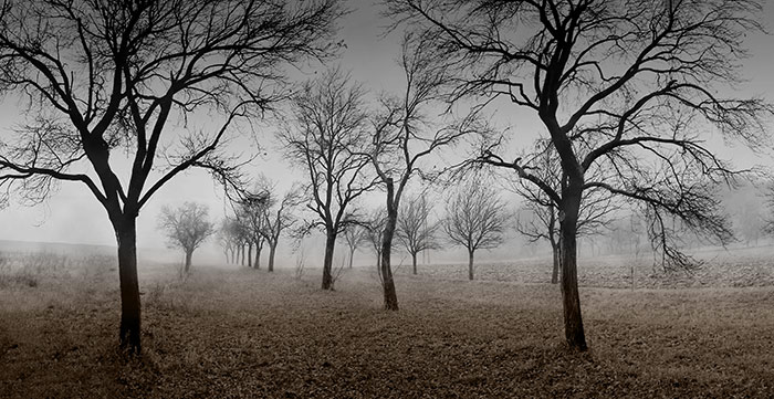 Trees are OK