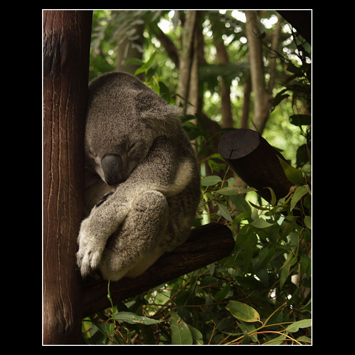 Koala
