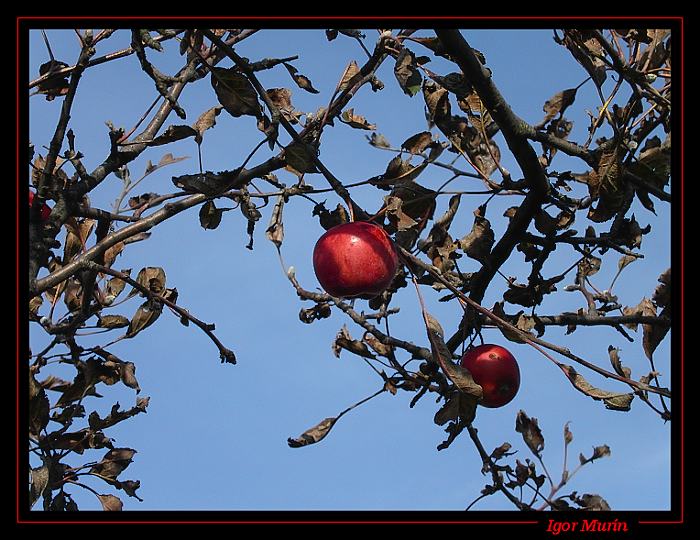 Red Apple