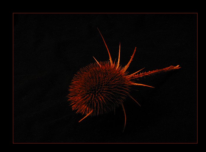 ...bodláček podruhé...