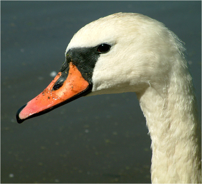 Labuť