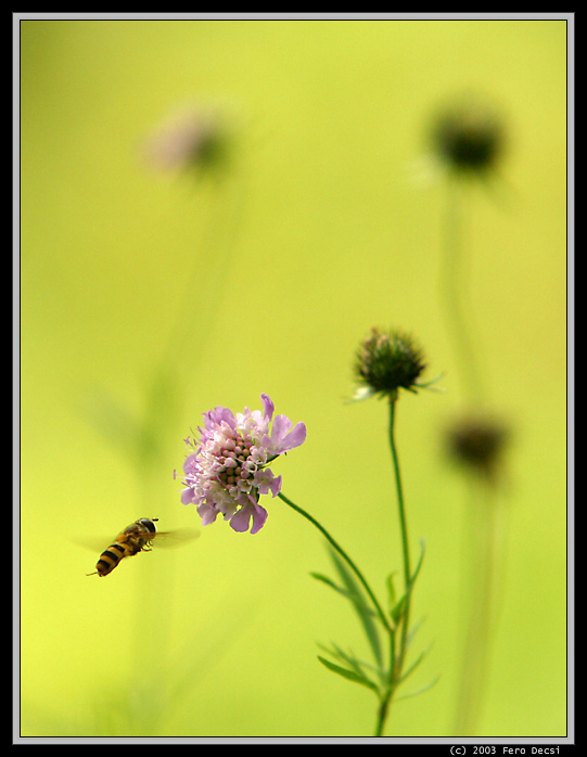 Letná reminiscencia