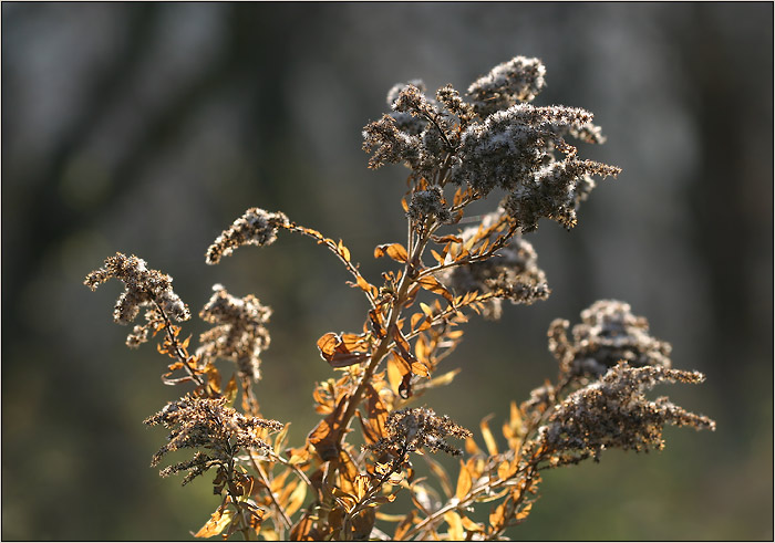 Zlatobýl (podzimní)