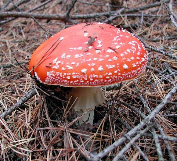 Jedovata krasa