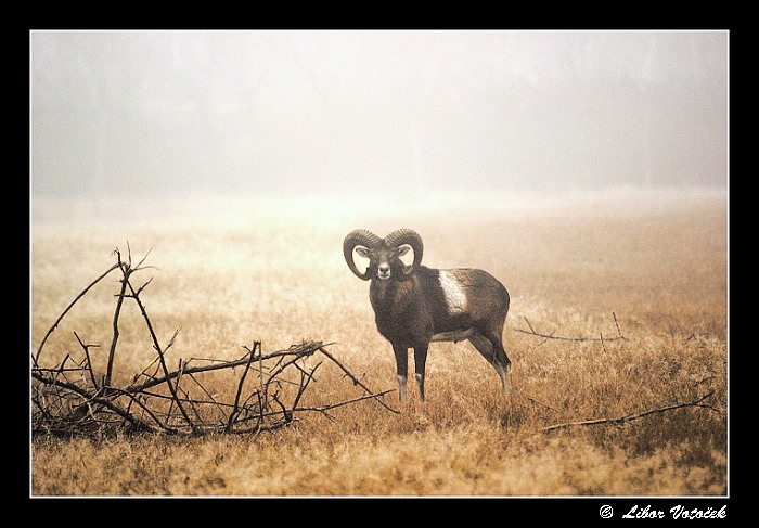 V podzimní mlze ...