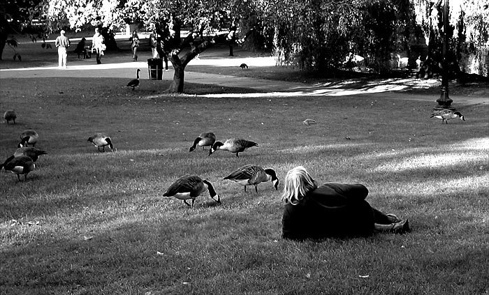 Public Garden 2