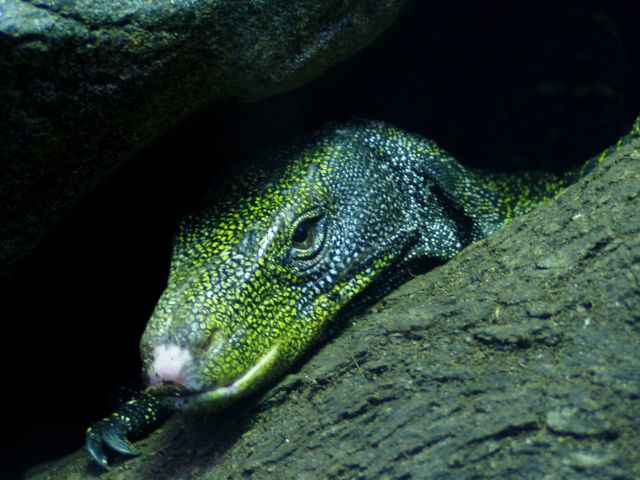 Varan