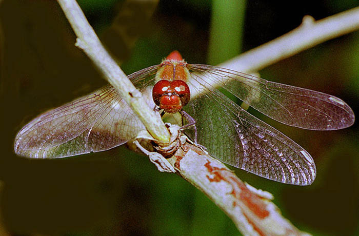 Macro 3