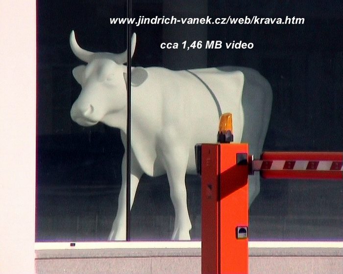 BSE ve výloze