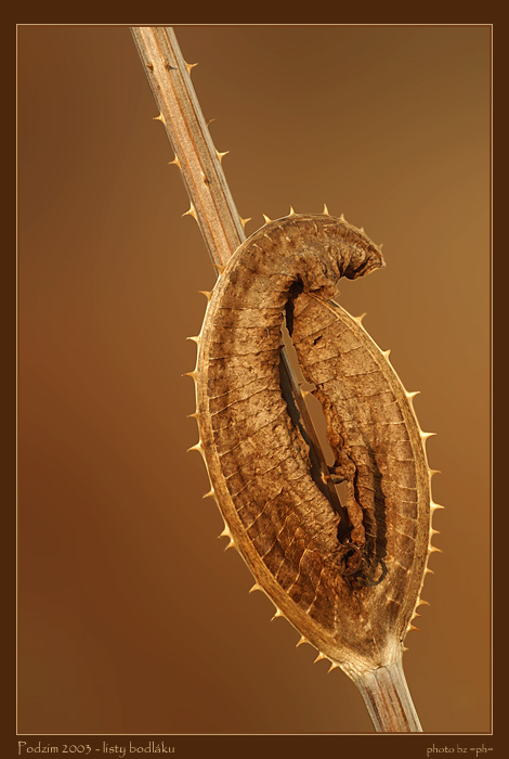 Podzim 2003 - listy bodláku