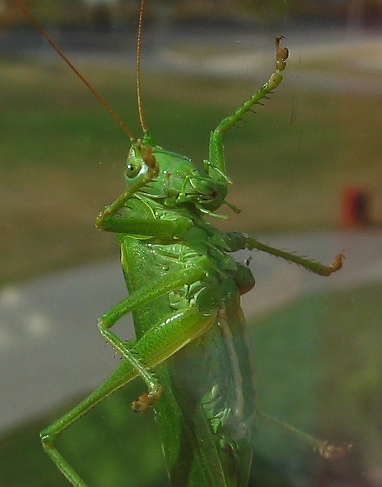 Špión