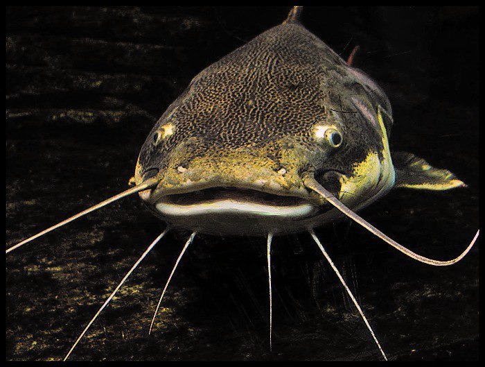 Z očí do očí VI.