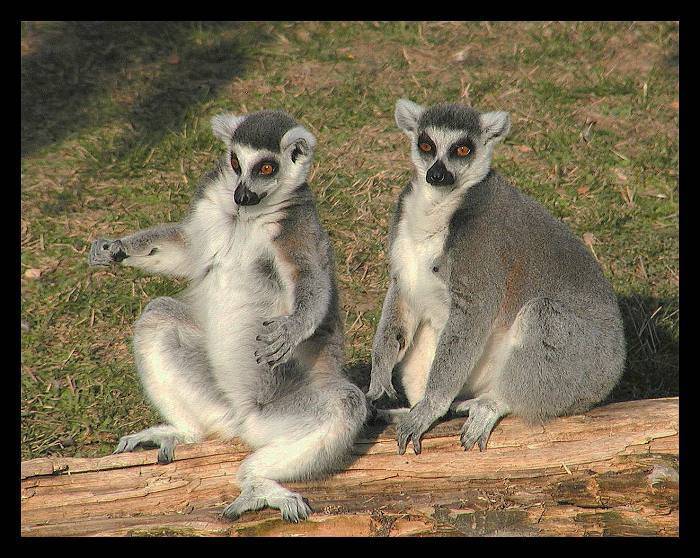 Já ho mám tááákhle velkýho...!