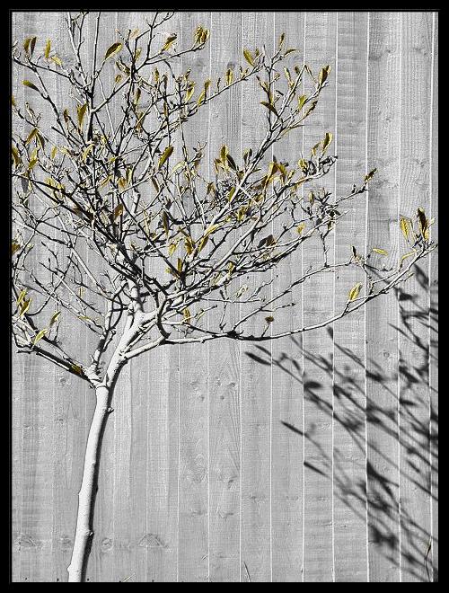 Just a little tree...