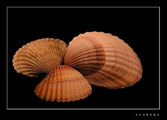 Shell
