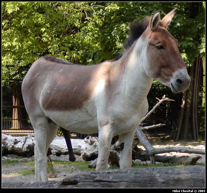 <b>kůň</b>