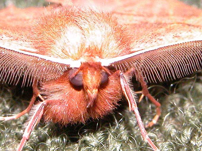 Vetřelec