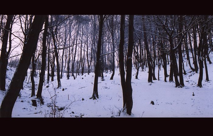 LESNÍ IDYLA-ZIMNÍ POHÁDKA