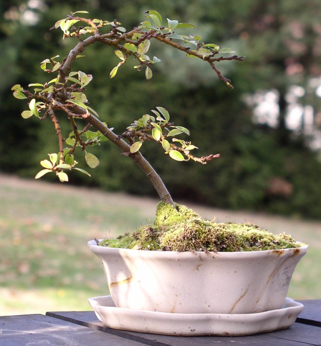 Bonsai