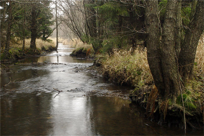 Přítok do Hamerky