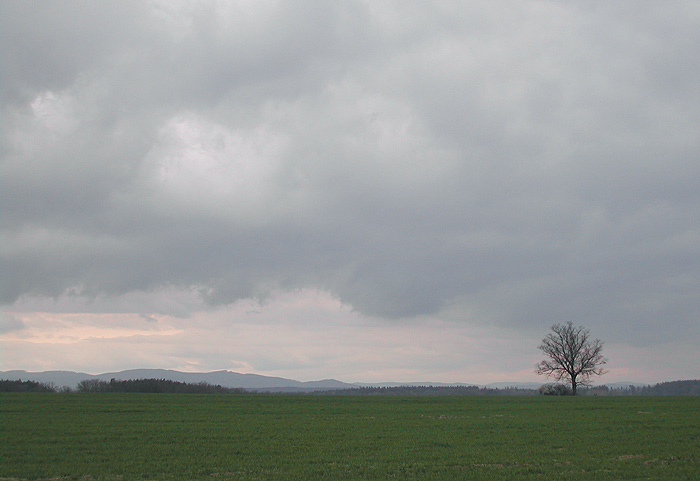 Můj nejfotografovanější strom