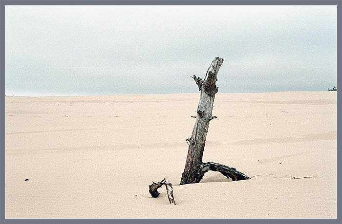 Children of Dunes
