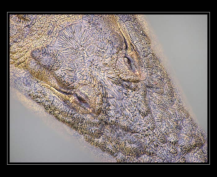See you later, Aligator