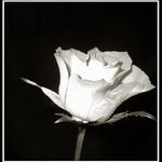 narozeninová růže