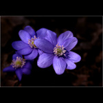 Trosku jara do posmournych dni....