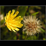 ...mladost & staroba...