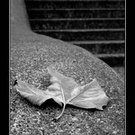 Podzimni pozdrav z Kanady