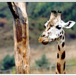 Žirafa.....