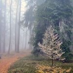 Loučení s jehličím