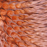 Štětka lesní z blízka