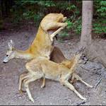 Srnčí spartakiáda