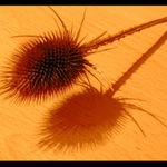 ...Pozor píchám...