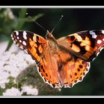 Babočka bodláková