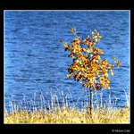 Podzimní stromečkofka