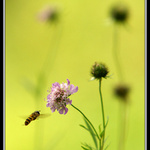 Letná reminiscencia