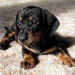 Pojďte pane, budeme si hrát...