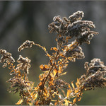 Zlatobýl (podzimní)