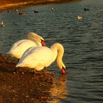 Podzimní nebuť labuť