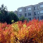 I mezi panely slunce čaruje