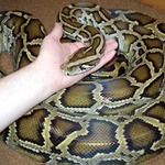 Mazlík (už naposled) :o))