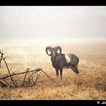 V podzimní mlze ...