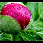 Vzpominka na jaro ...